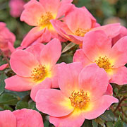The Rainbow Knock Out® Rose